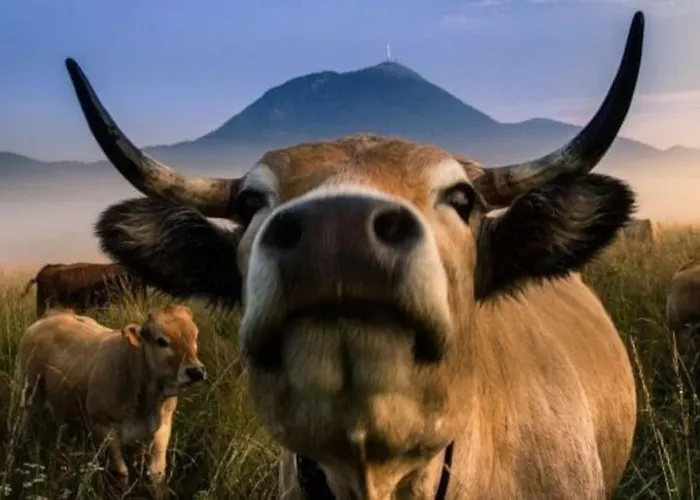 - Balcons Des Volcans - Vue Puy De Dome Apartament